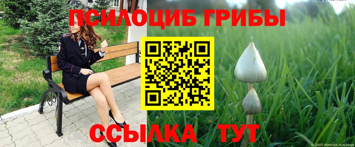 Псилоцибиновые грибы мицелий Отрадный